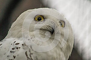 Owl in a Russian zoo. photo